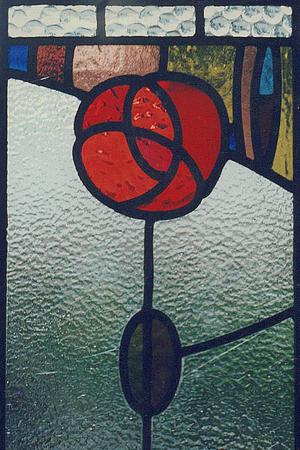 Patrick's Mackintosh rose