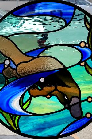 Platypus, Oatley
